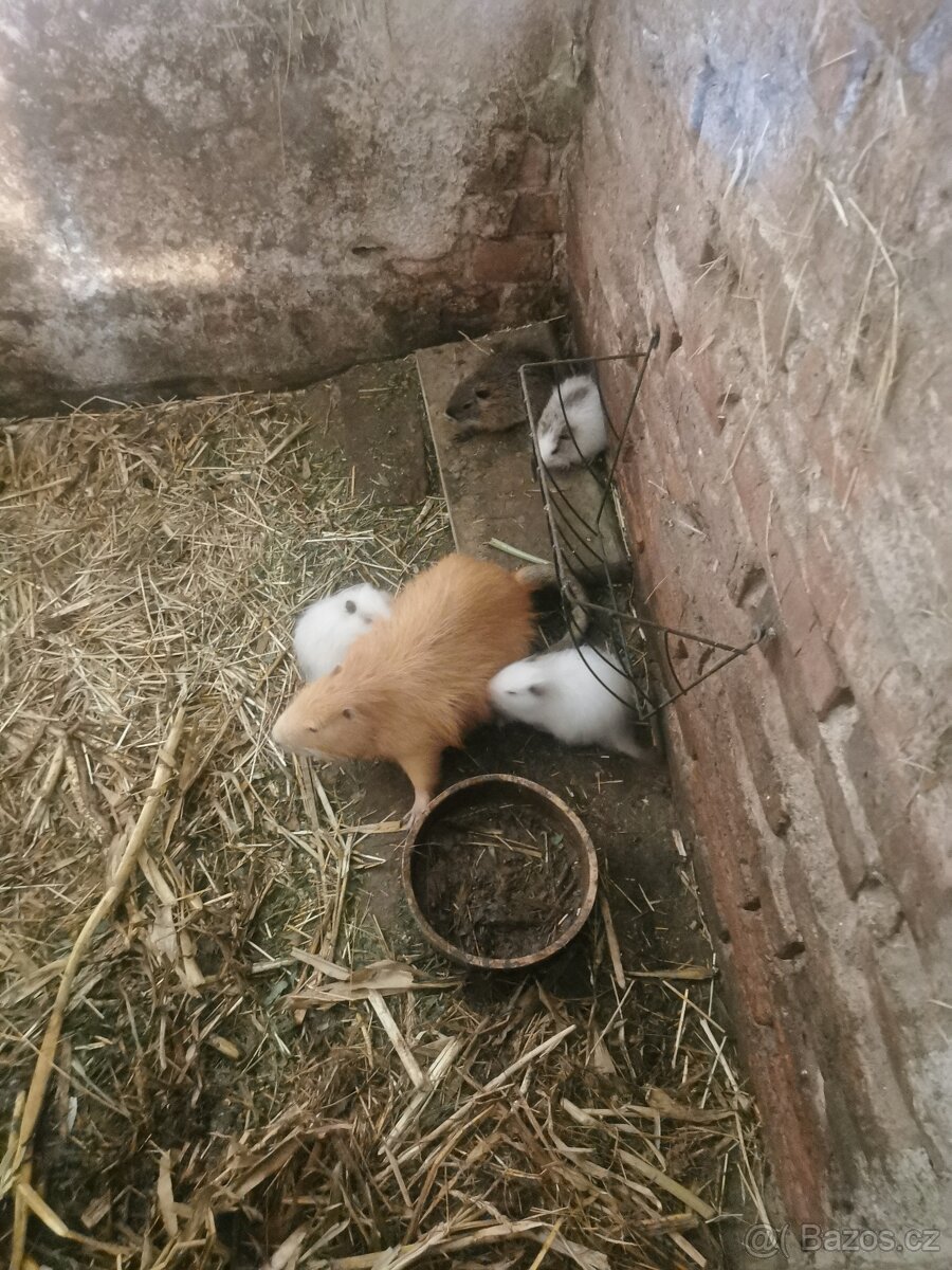 Prodám mladé nutrie - 3