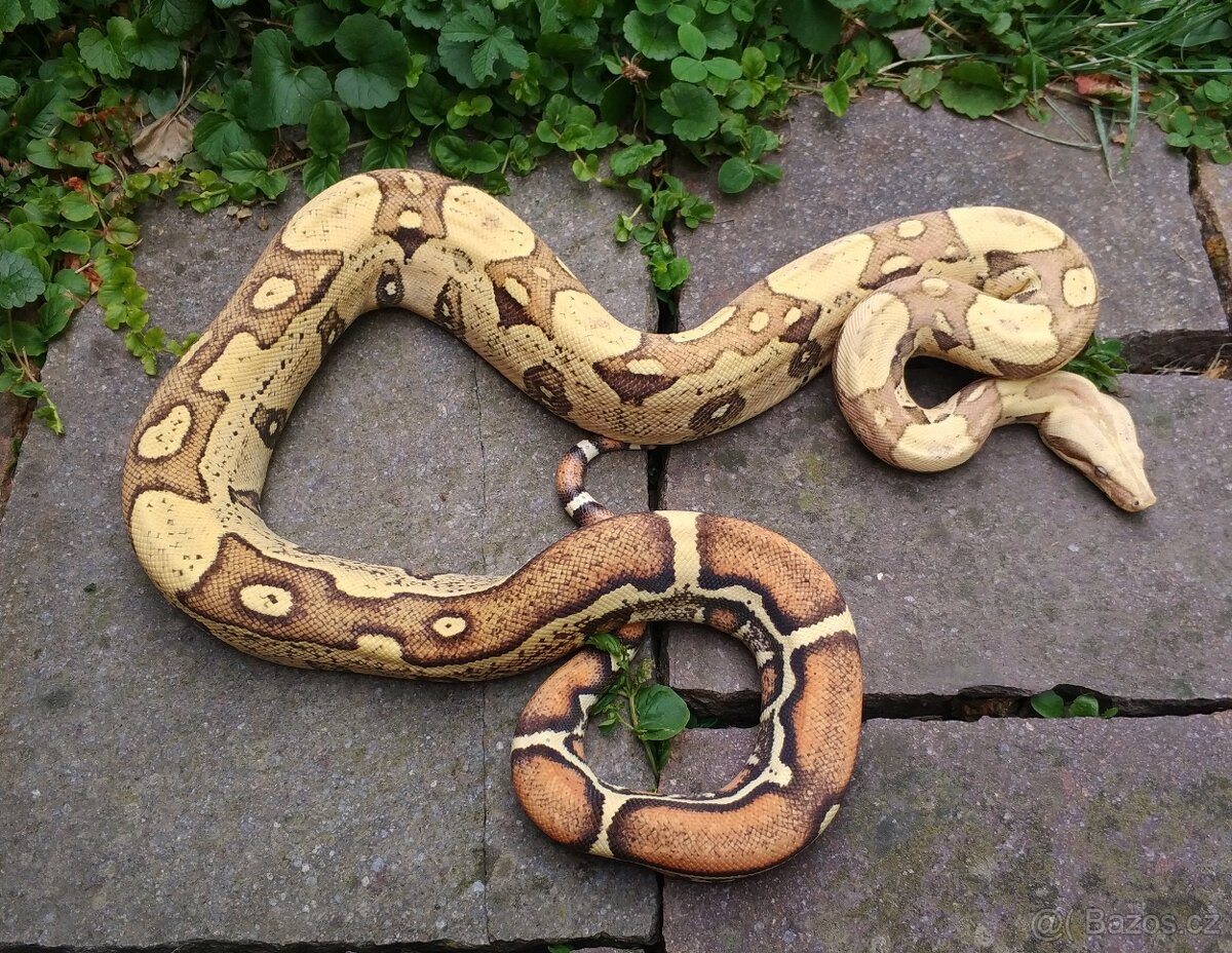 Boa imperator - Ghost het VPI, VPI Jungle het Anery - 3