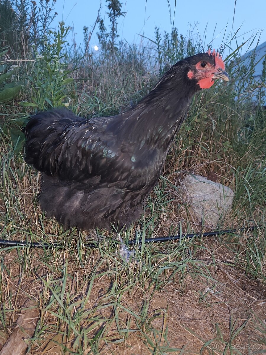 Orpingtonka velká černá - 3