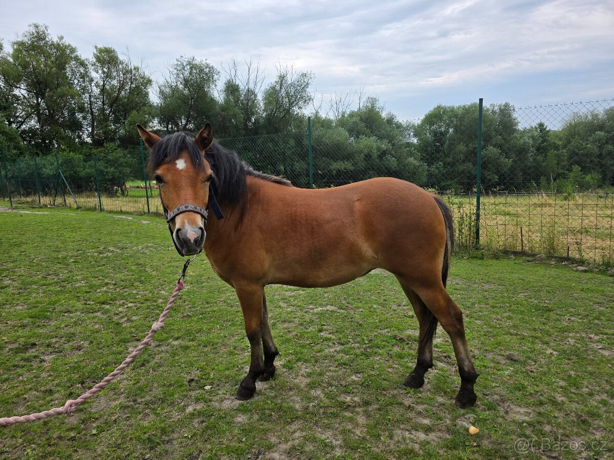 Prodám roční kobylku welsh part-bred - 3