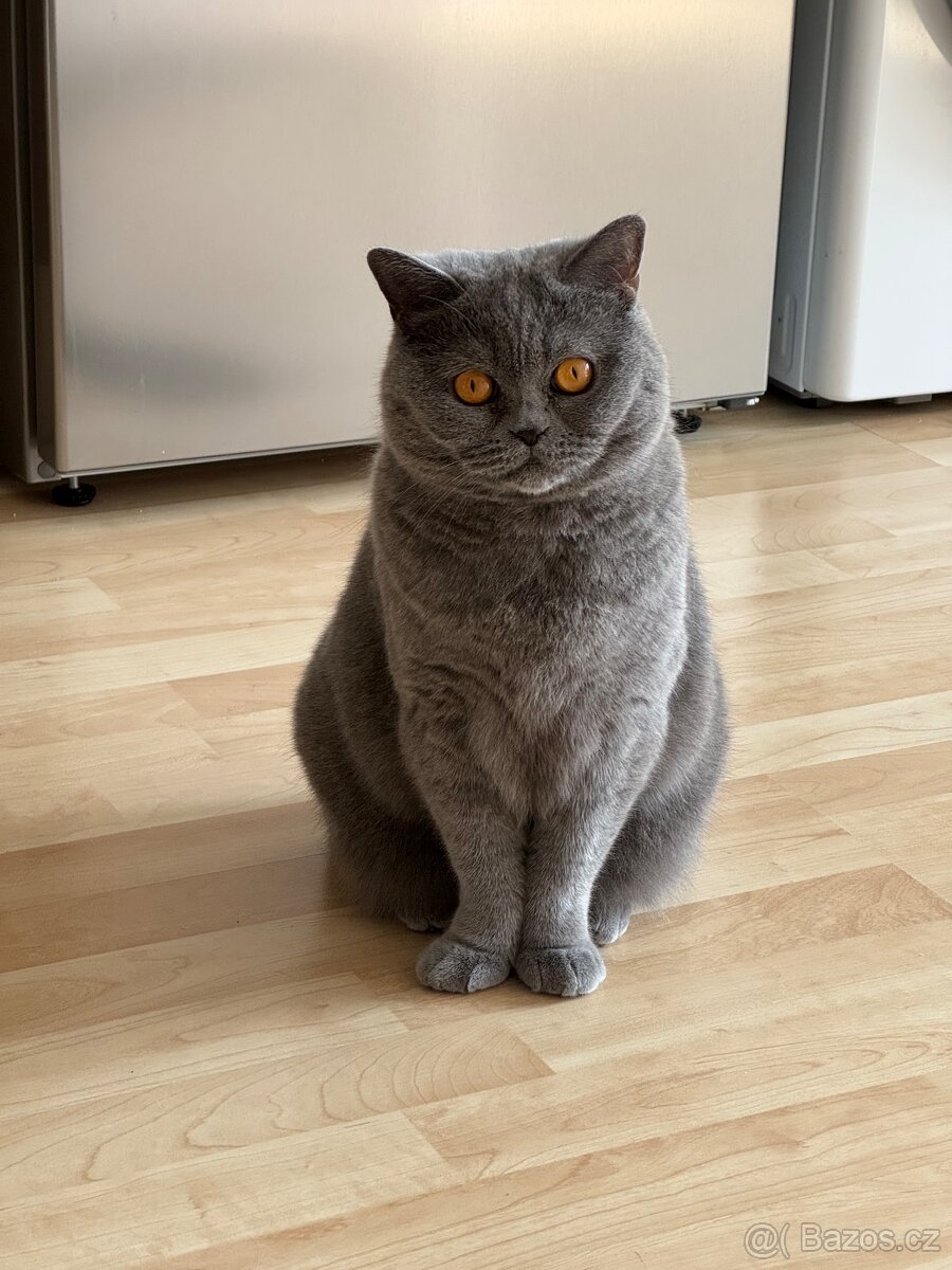 Britská kočka - 3