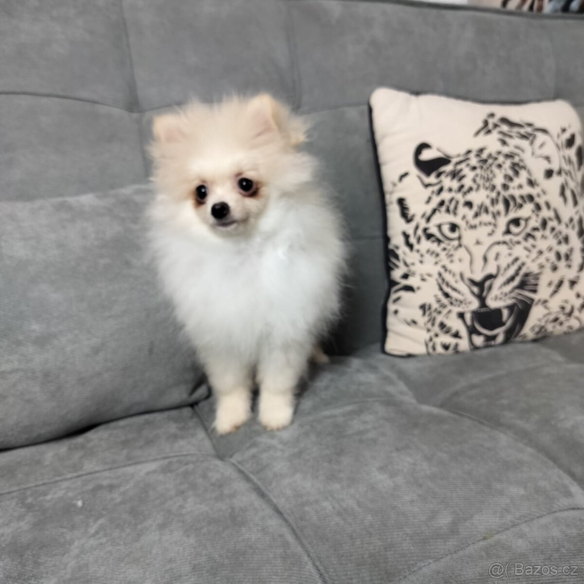 Pomeranian (Pomořanský Špic) - 3