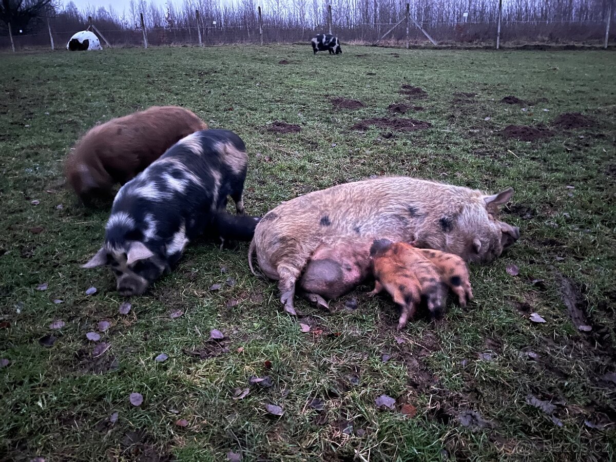 KUNE KUNE čistokrevné pastevni prase - 3