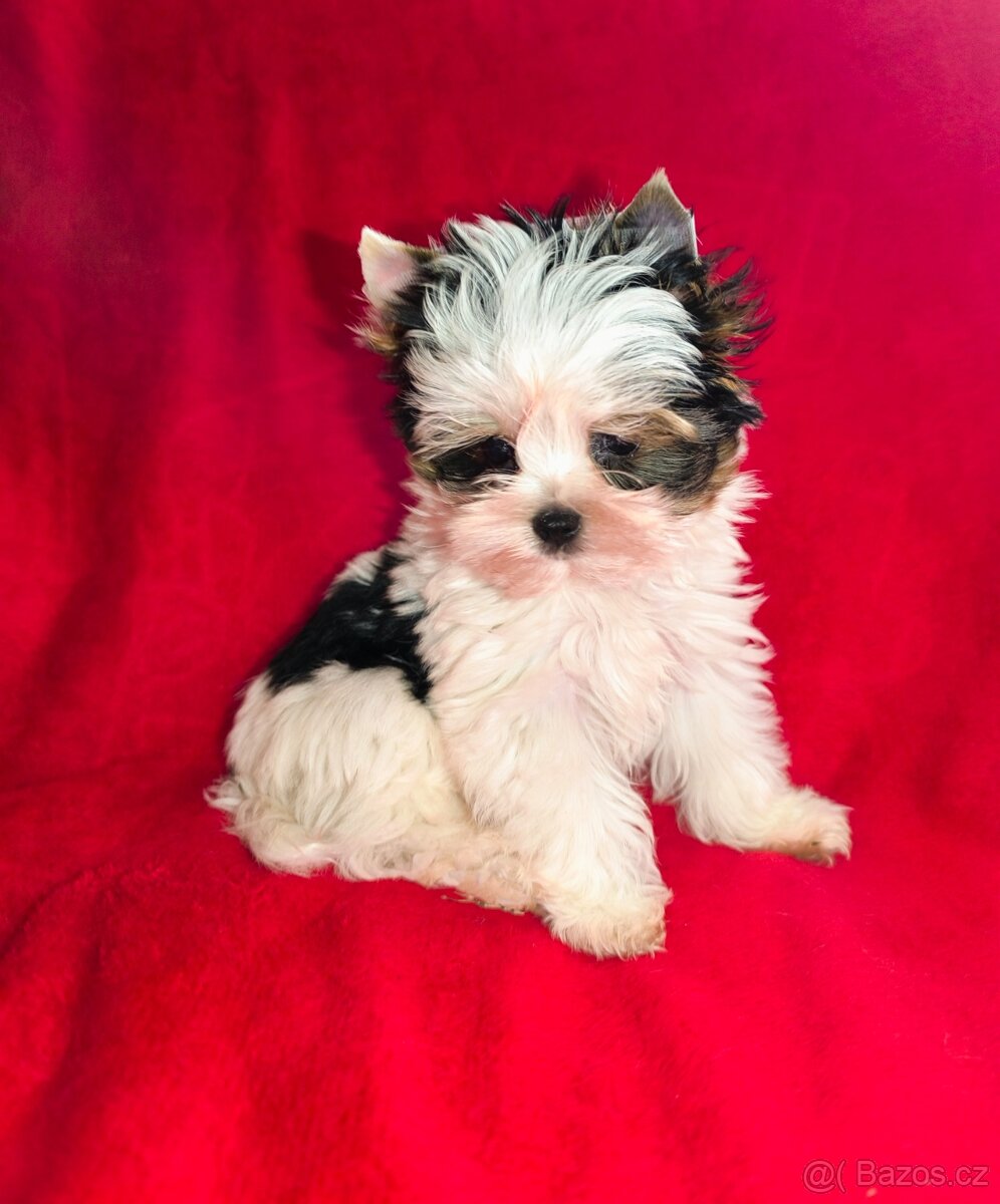 Biewer Yorkshire teriér - 3