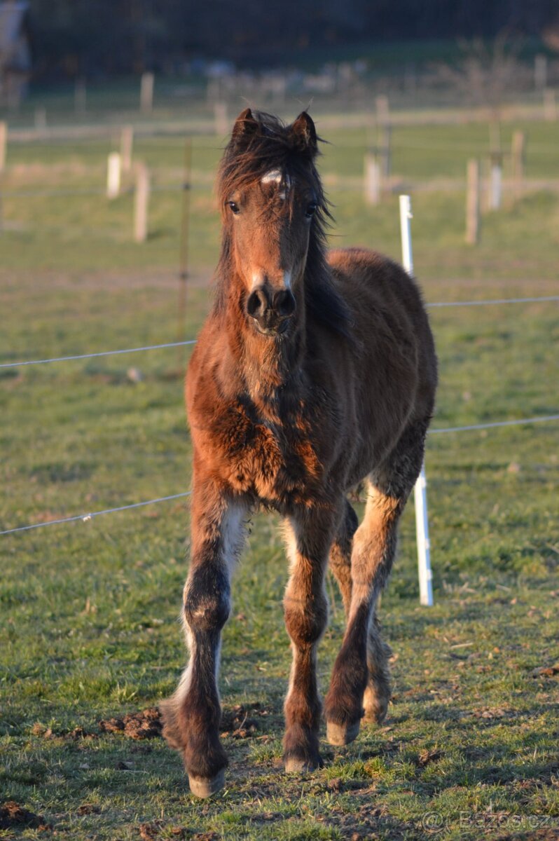 Welsh cob - klisna - 3