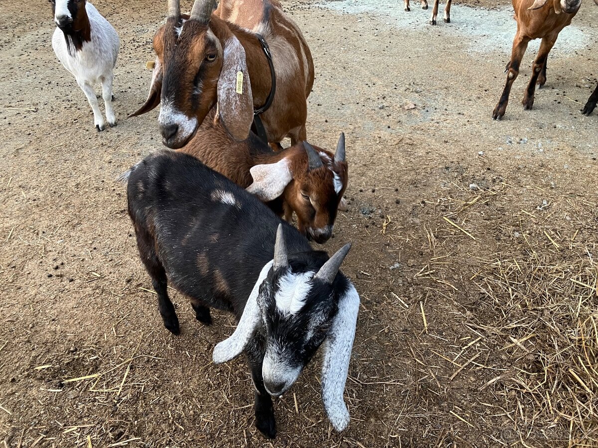 Podíloví AN kozlici - 3