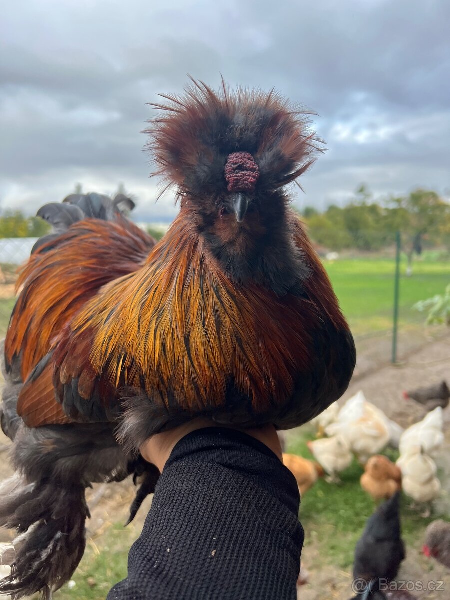 Hedvábničky kohouti - 3