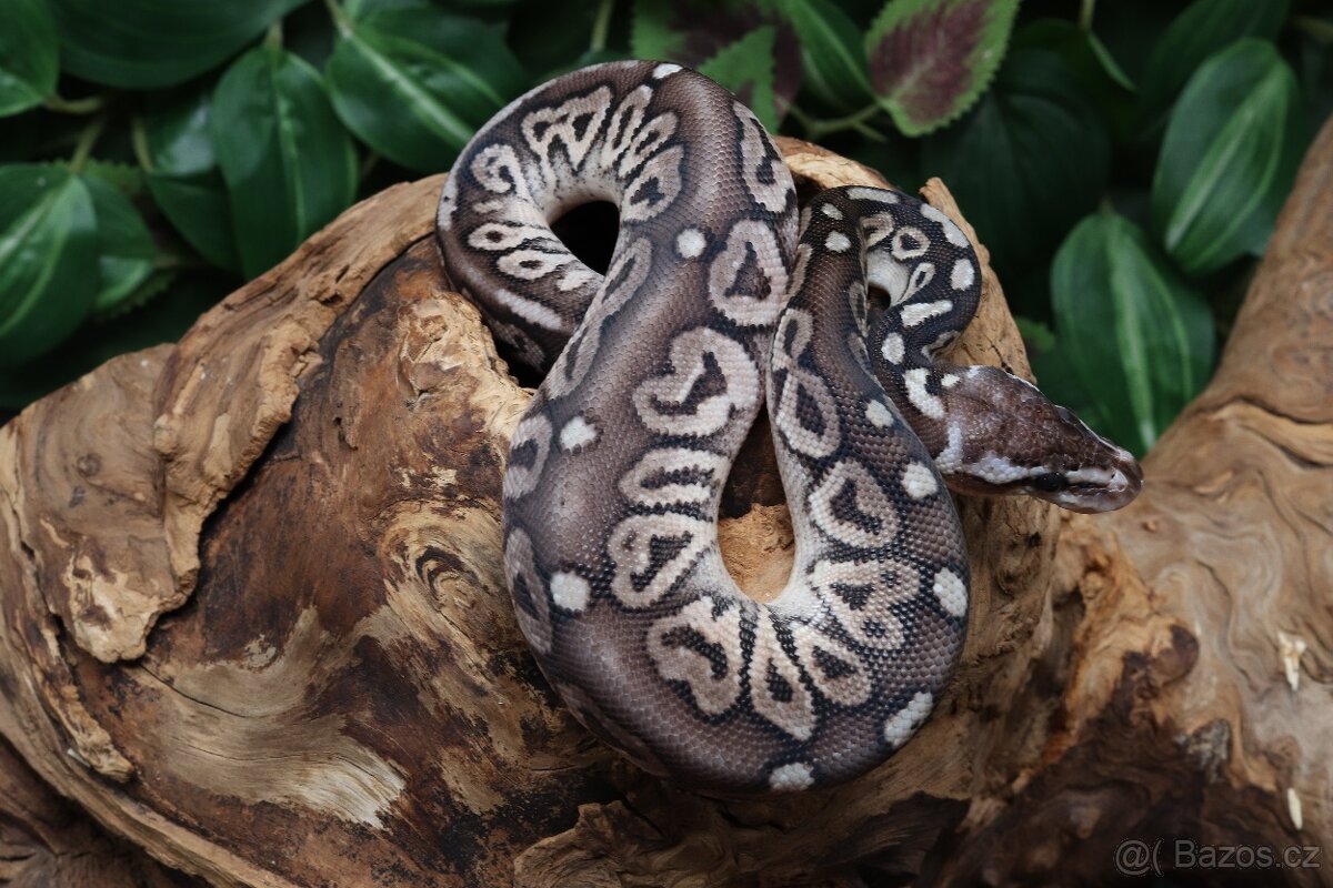 Krajta královská - samec - Black Pewter - 3