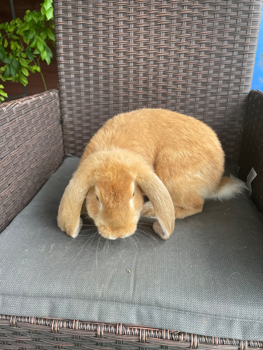 Francouzský beran - 3