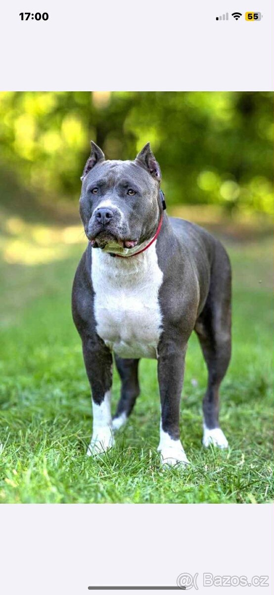 American Bully XL - 3