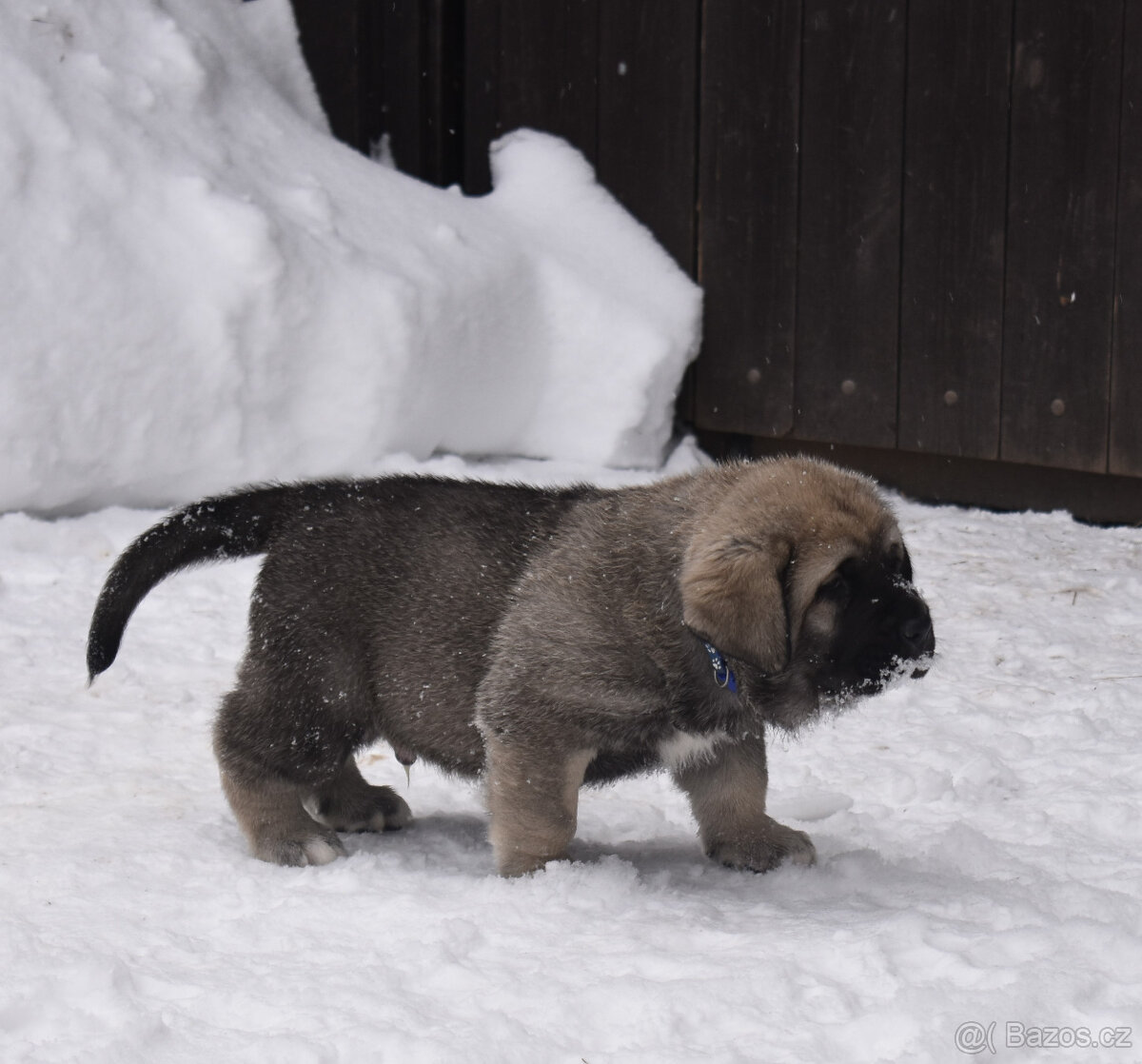 Španělský mastin- nabízíme štěňátka k odběru po 20.lednu - 3