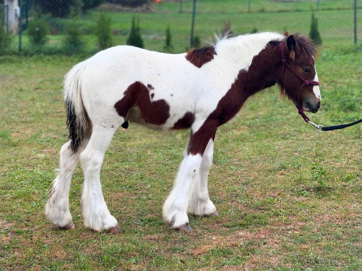 Milionový tříbarevný valášek - 3