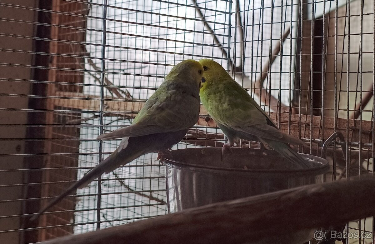 Andulky - 2 samci - 3