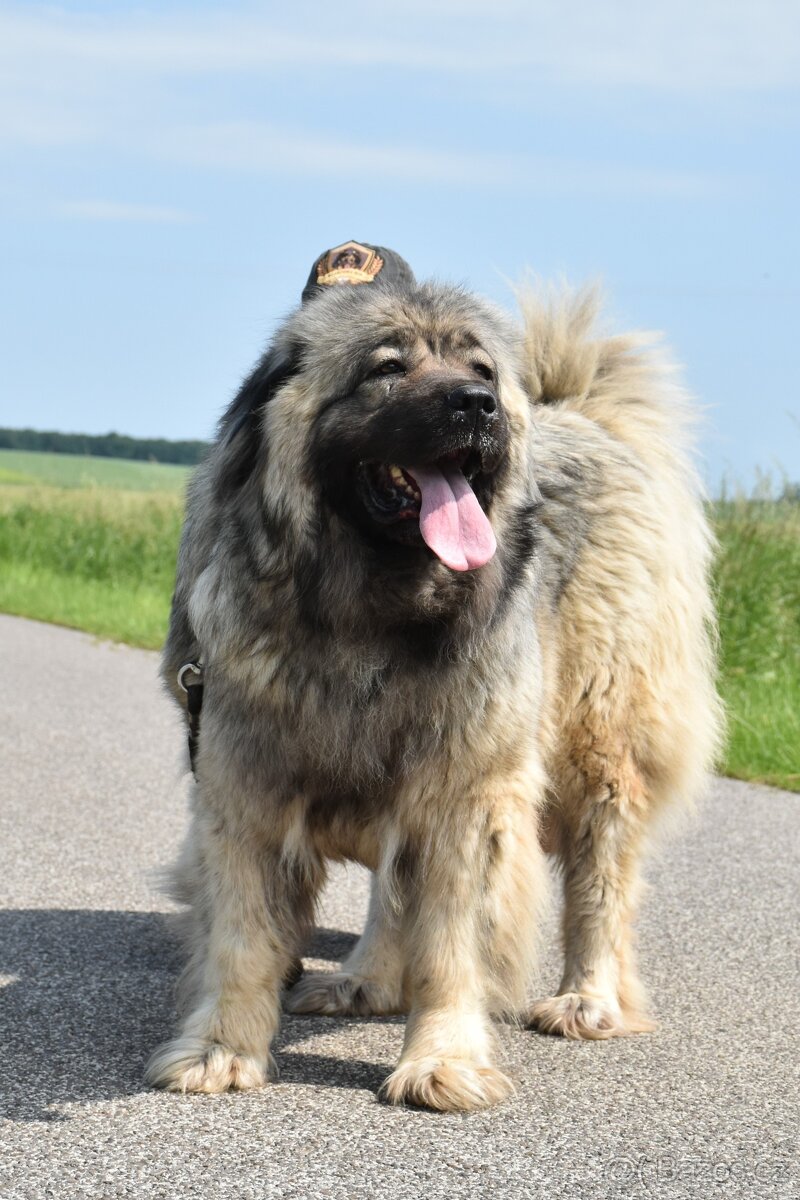 Kavkazský pastevecký pes - 3