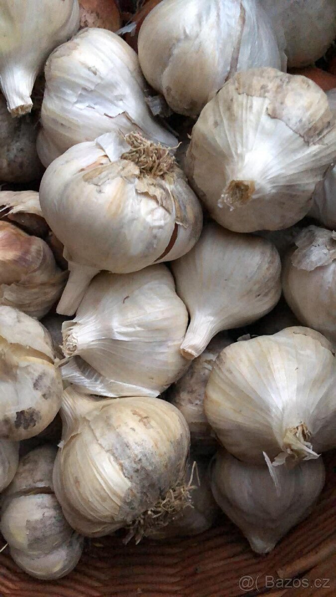 Česnek k jarní výsadbě - 3