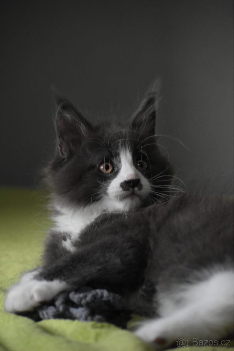 Mainská mývalí s PP - 3