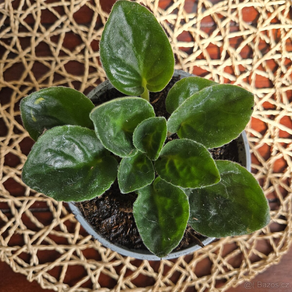 Fialka fialová + bílá strakatá, nakvétá - 3