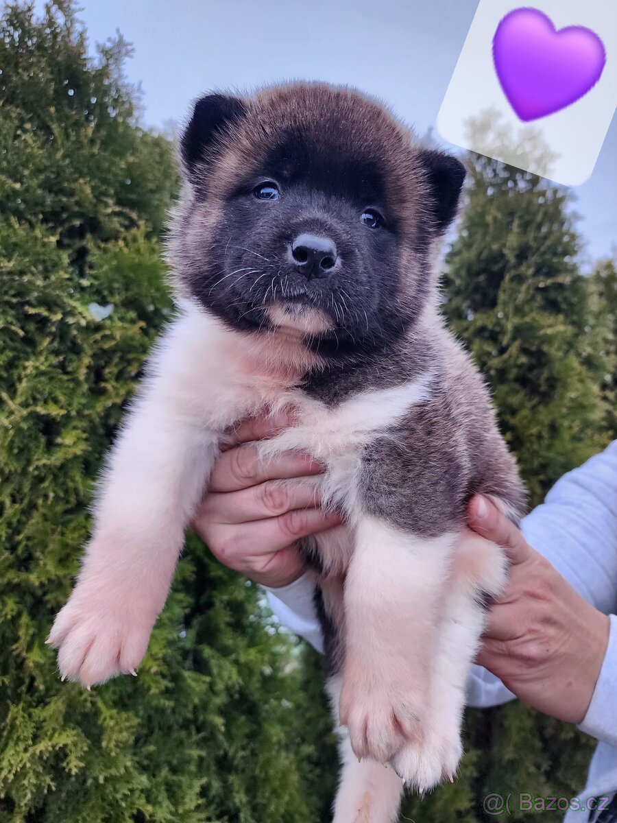 Americká akita s PP - 3