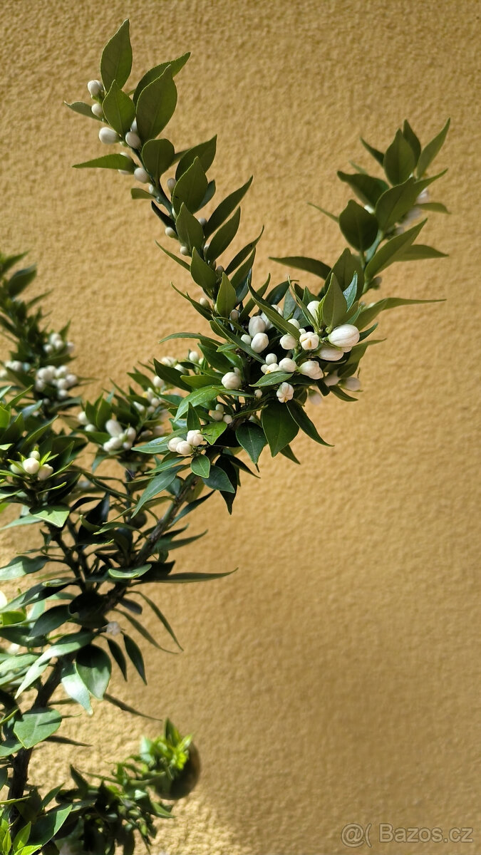 Prodám Citrus Myrtifolia CHINOTTO (č.97) - 3