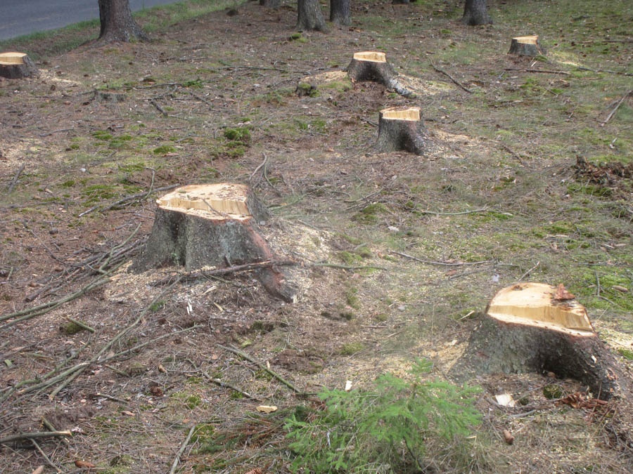 FRÉZOVÁNÍ - ODSTRAŇOVÁNÍ PAŘEZŮ - 3