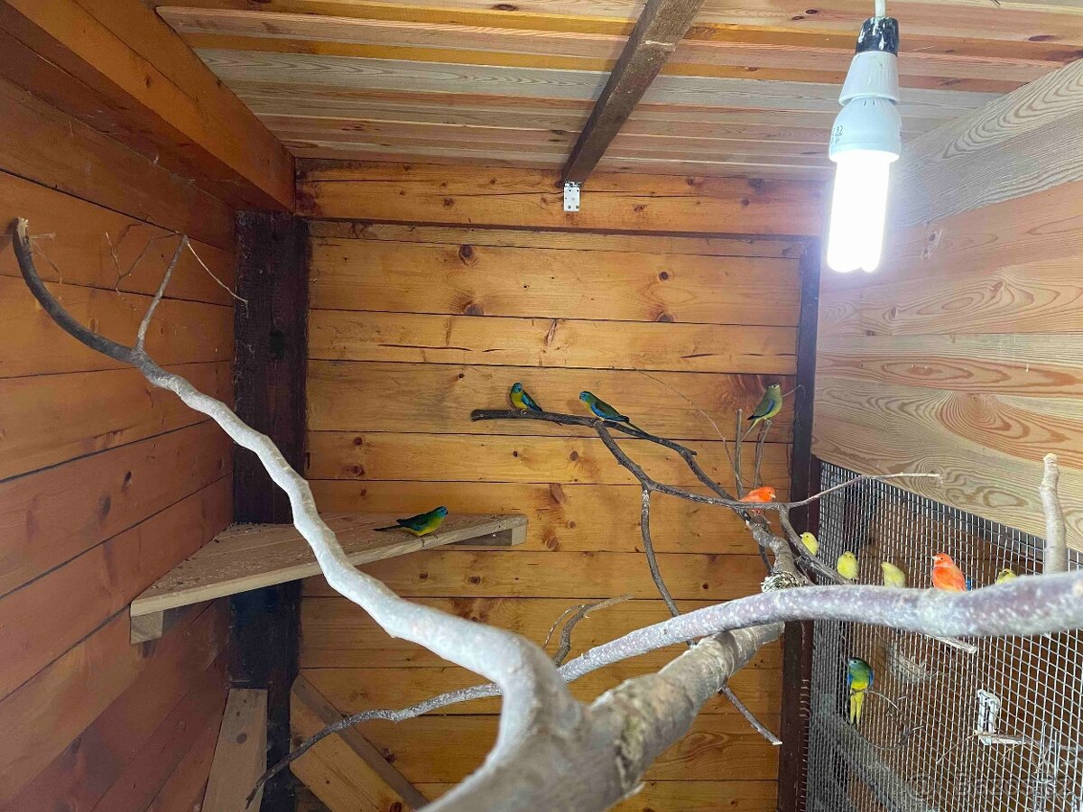 Neoféma tyrkysová přírodní - 3