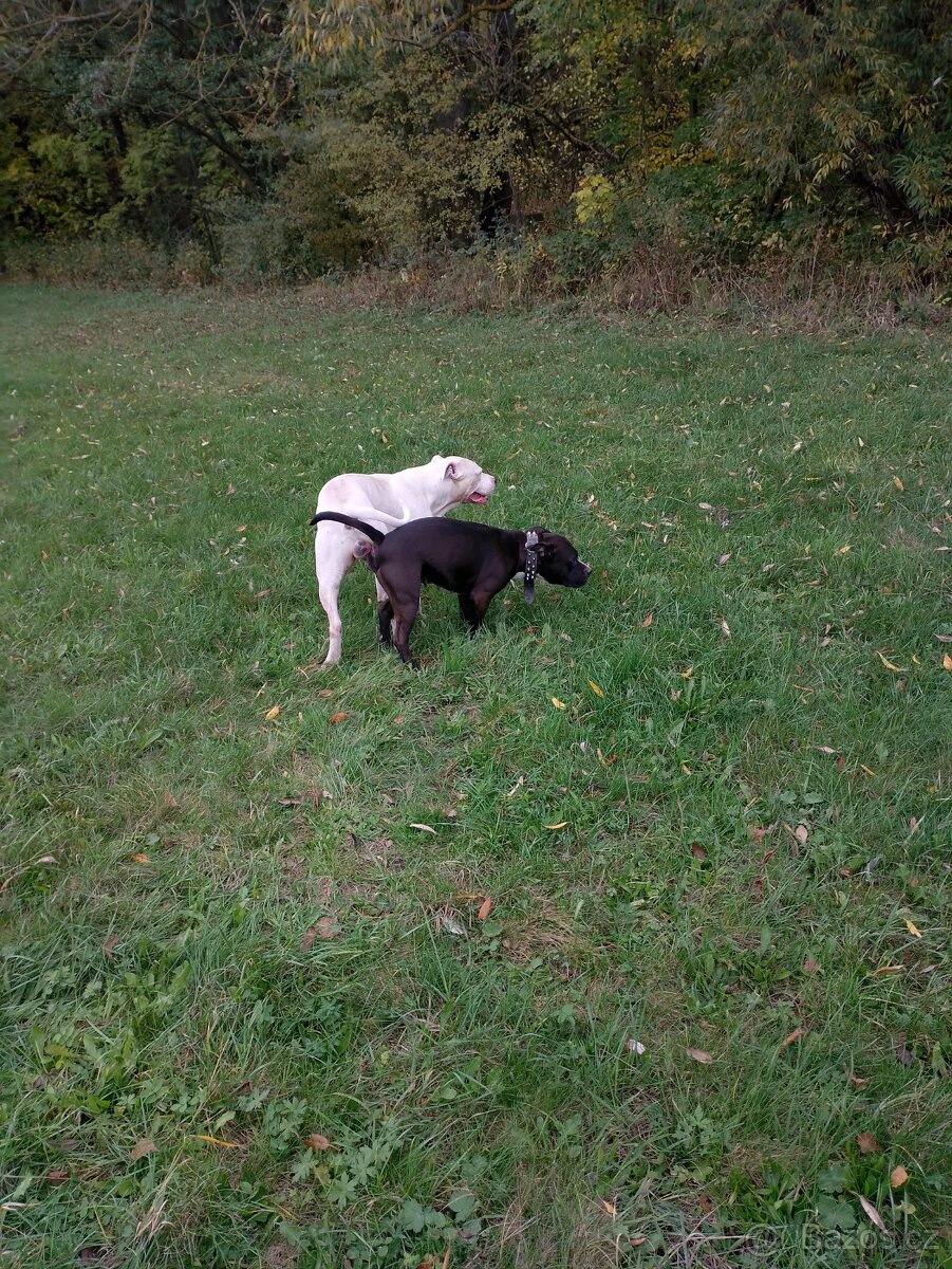 Americký stafordšírský teriér - 3