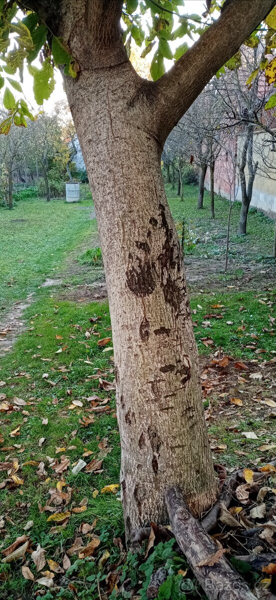 Prodám 2 kmeny ořech - 3