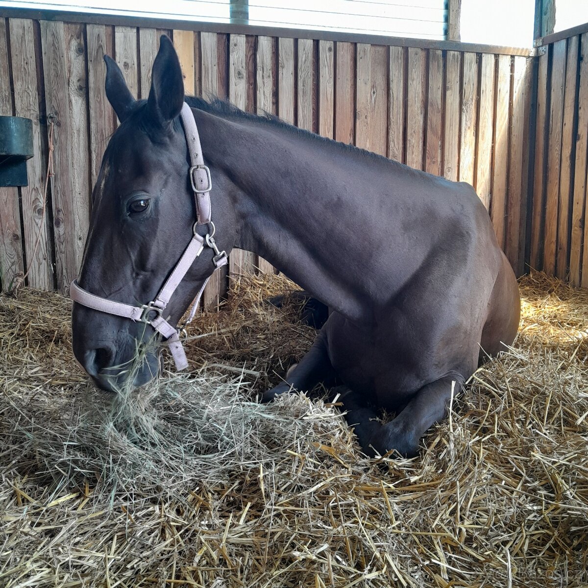 Kobyla Achalteke - 3