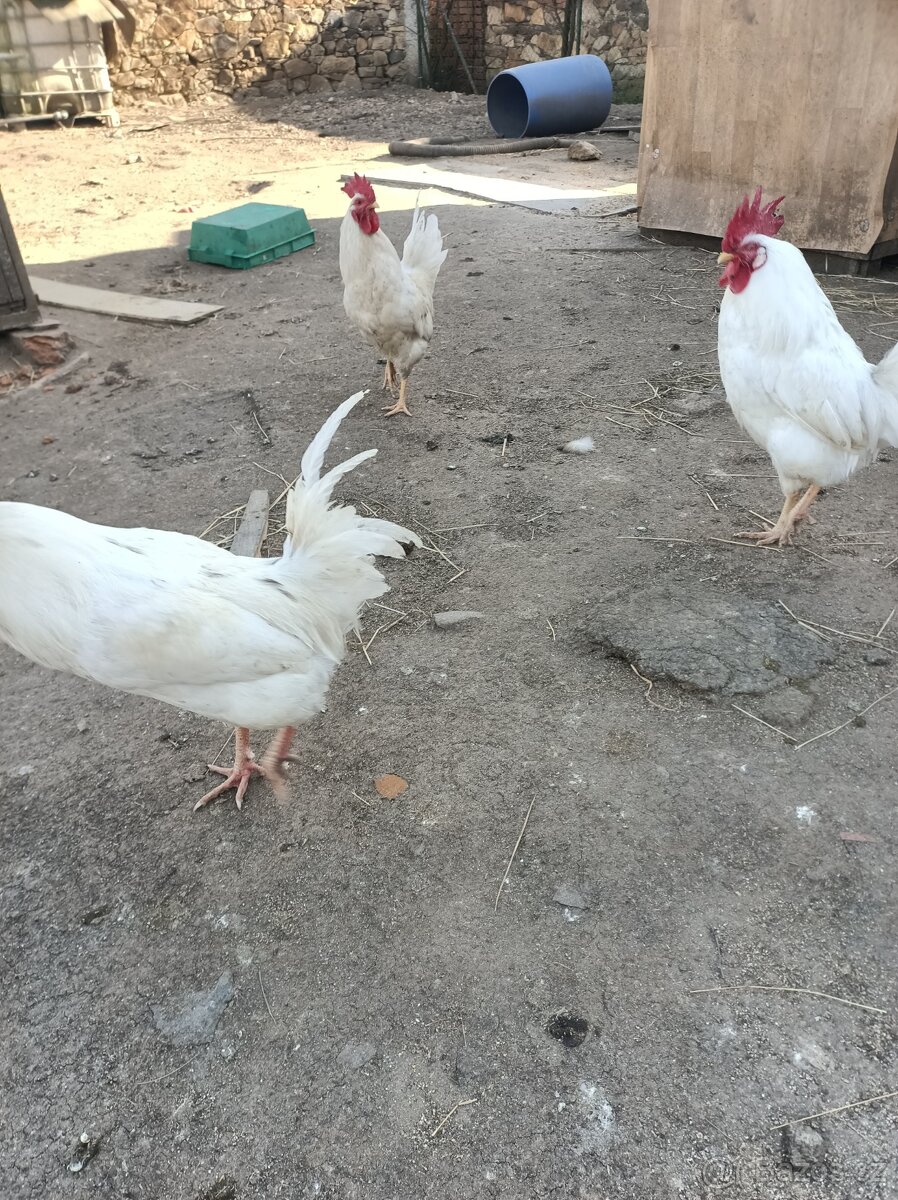 Prodám kohouty - 3