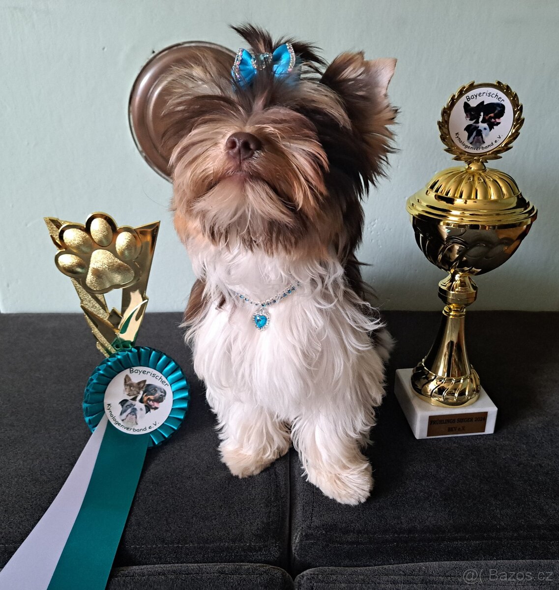 Yorkshire teriér s PP/ krytí - 3