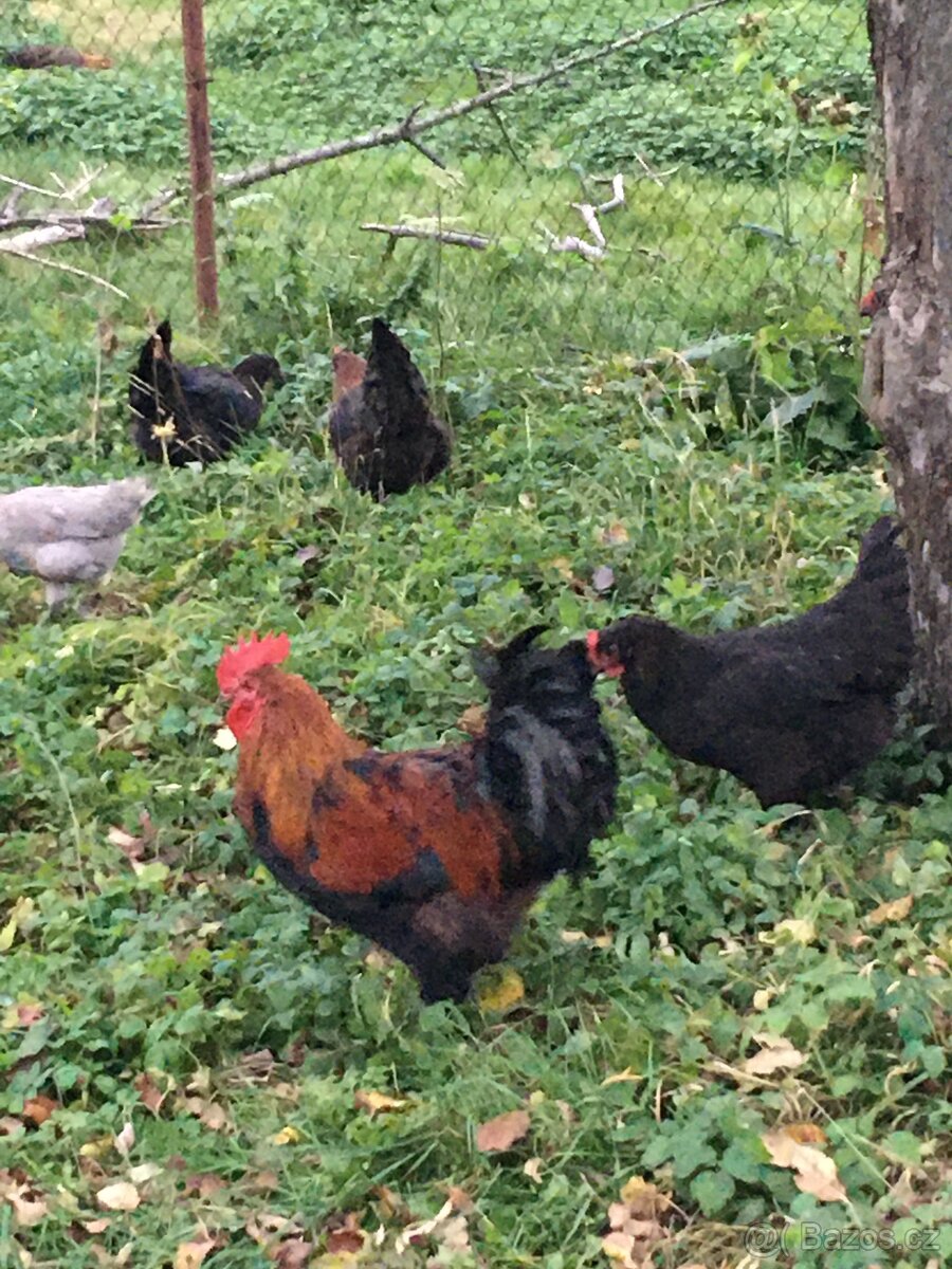 Násadová vejce marans- 25 ks - 3