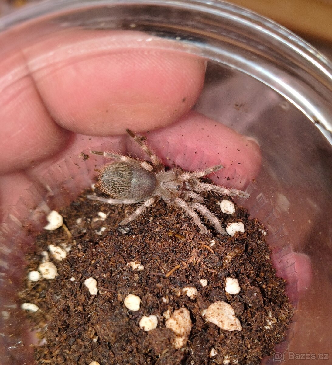 Sklípkani - samci, samice, mláďata - 3