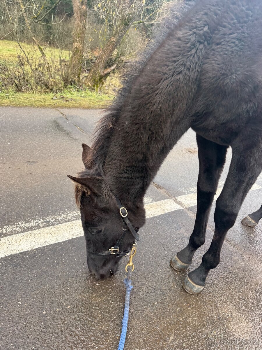 Qhxarab kobylka - pri dovoze do konca týždňa cena 20000 - 3