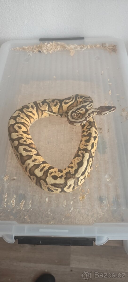 Krajta královská - 3