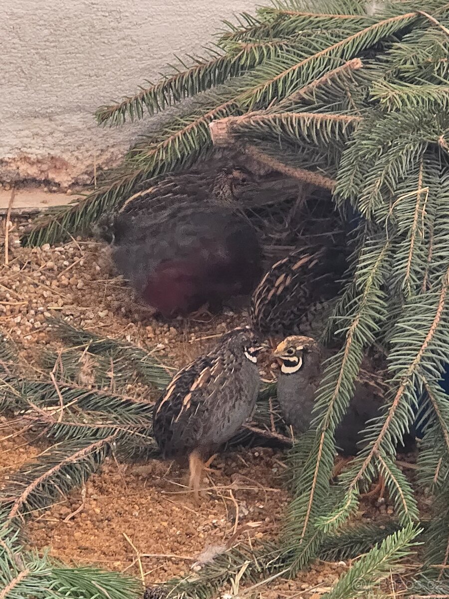 Čínská křepelka - 3