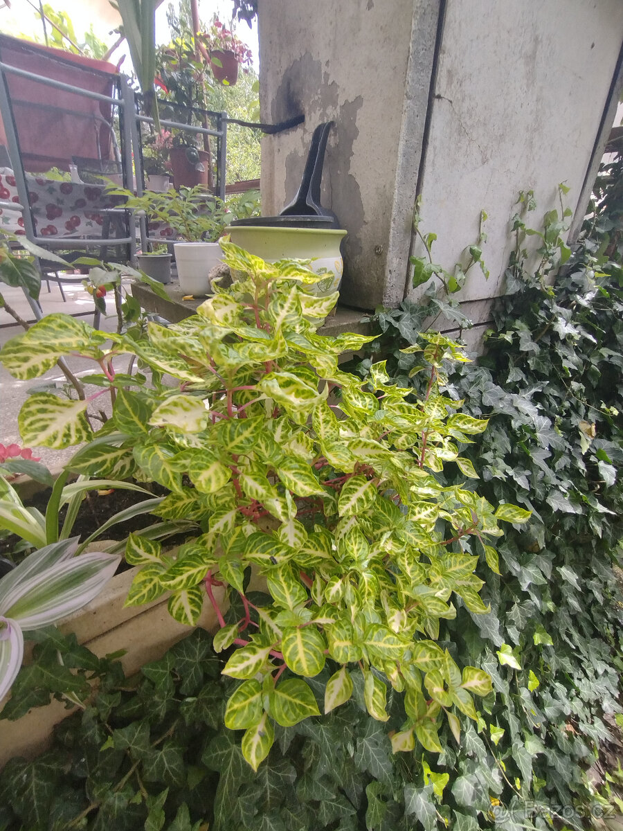 pokojové rostliny - 3