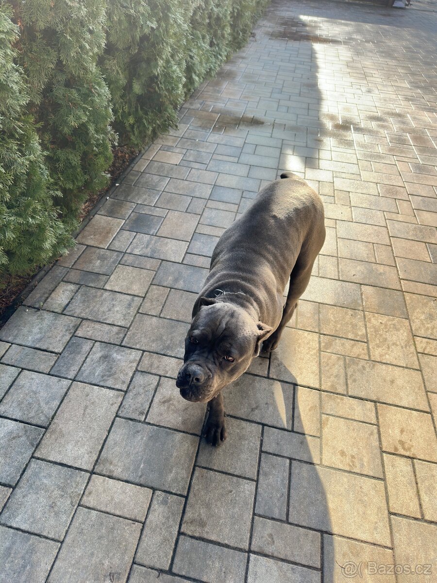 Cane corso 1 rok - 3