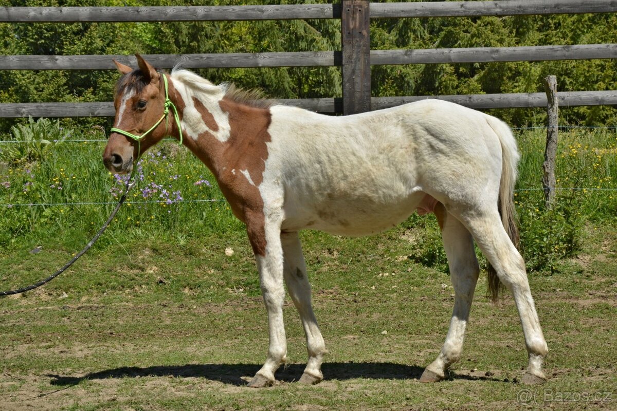 Prodám hřebečka - 3