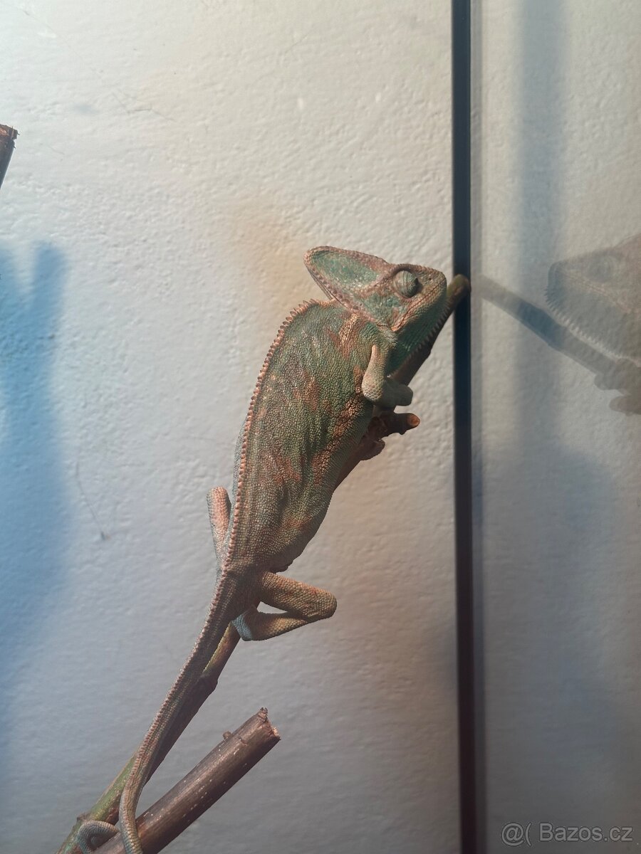Prodám chameleona jemenského – samičku - 3