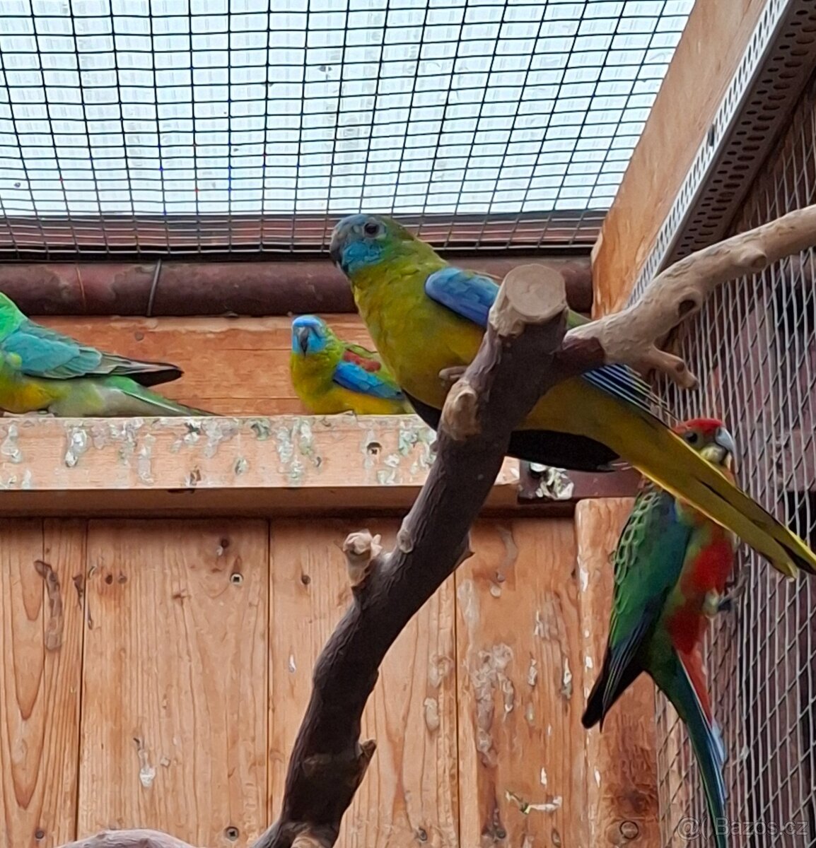 Neoféma tyrkysová - 3