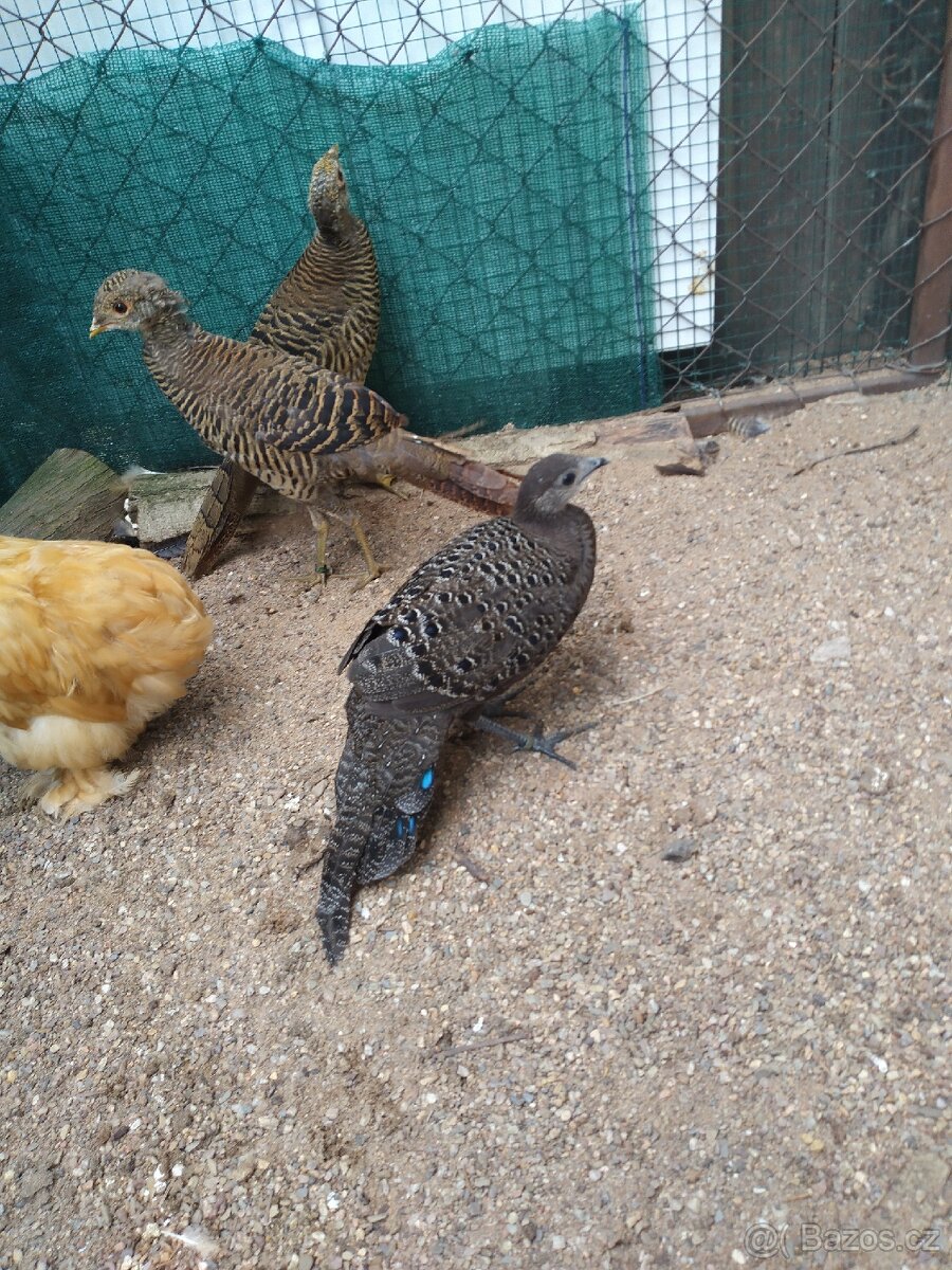 Bažant paví šedý - 3