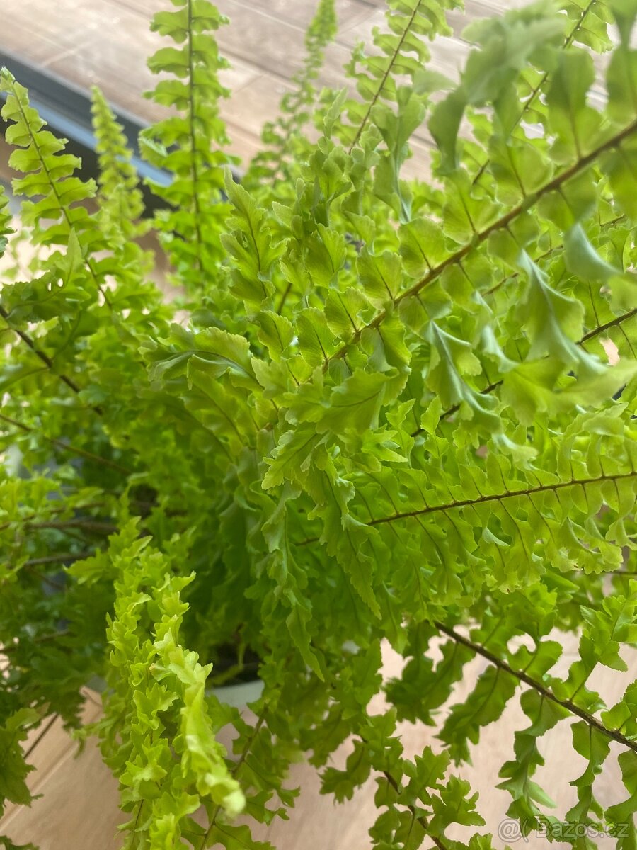 Pokojová kapradina - 3