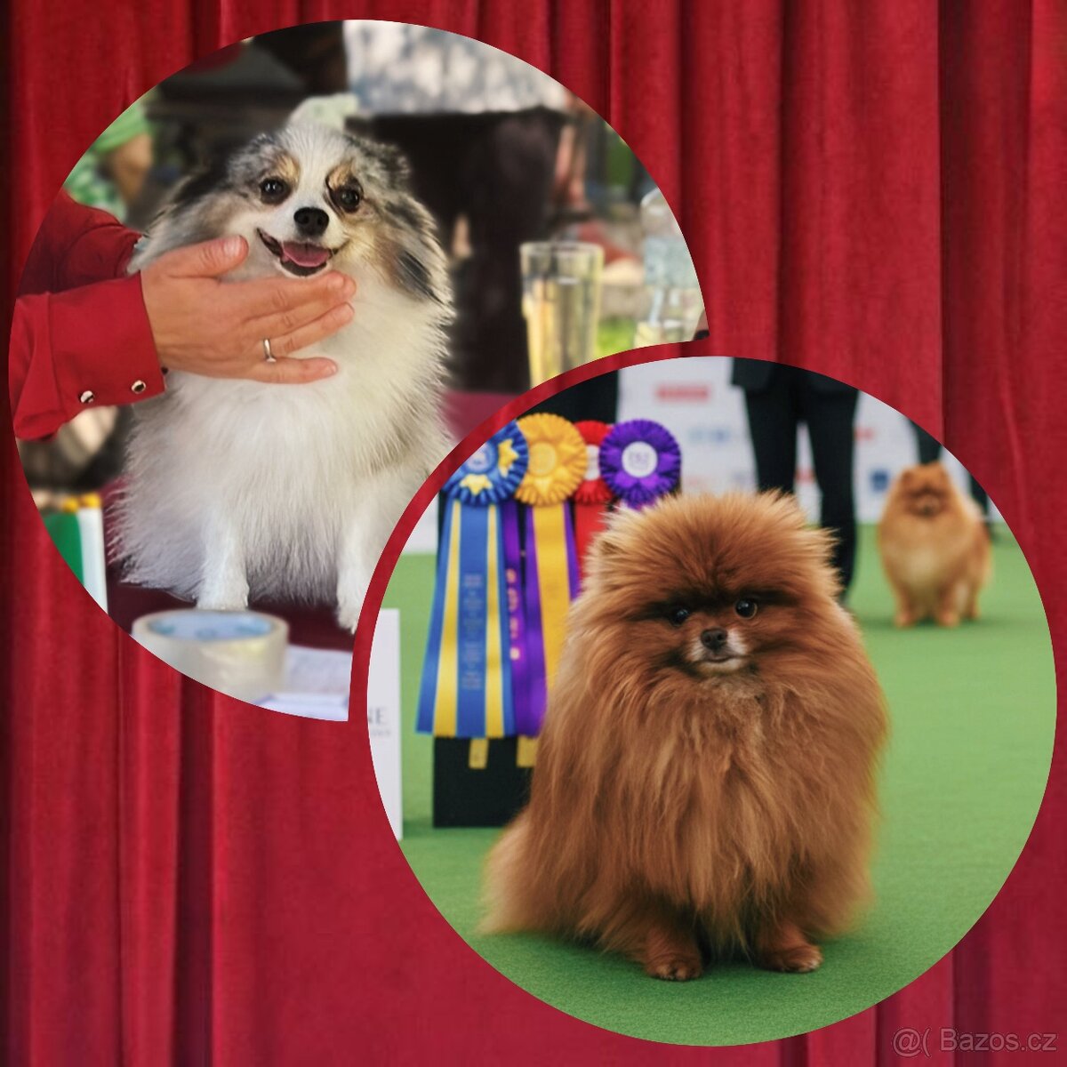 Štěňátka pomeraniana s PP - 3