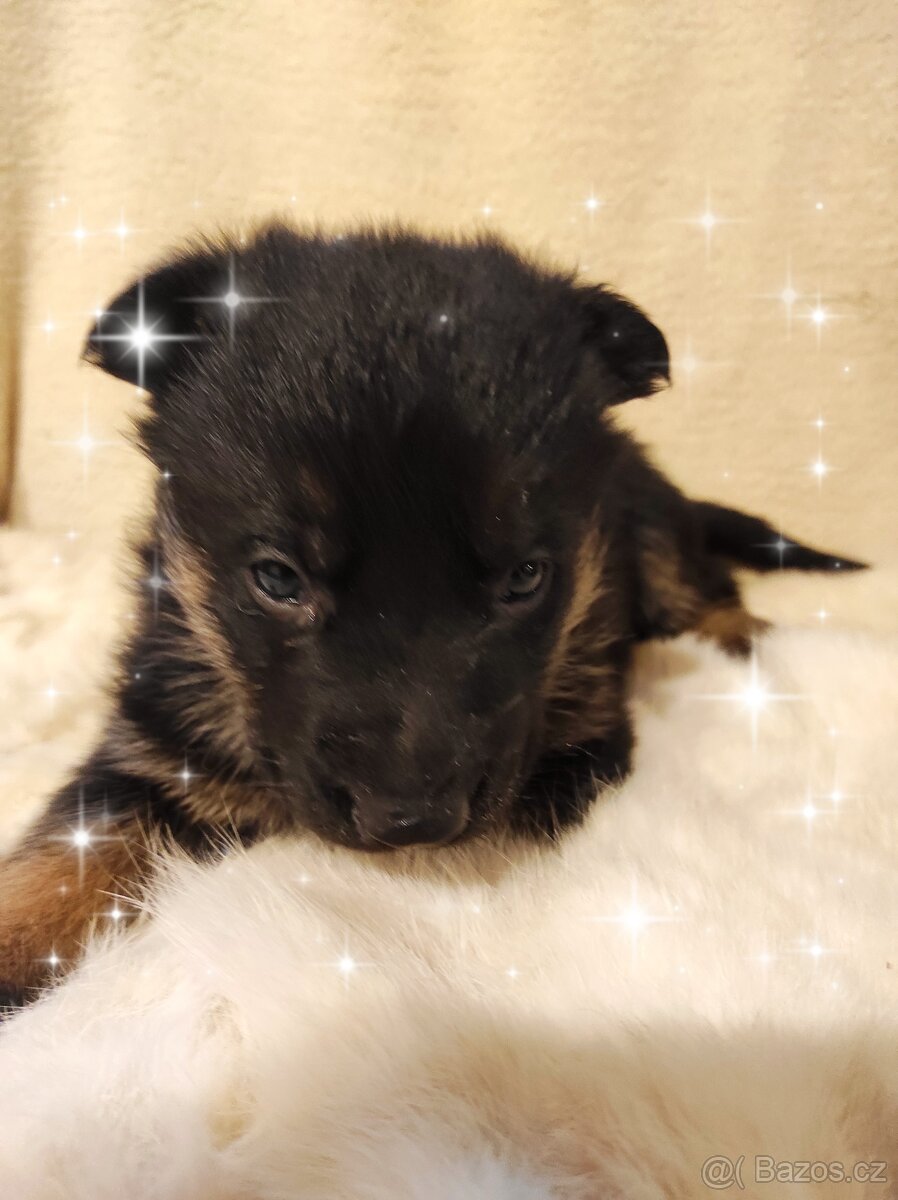 Německý ovčák - štěňata - 3