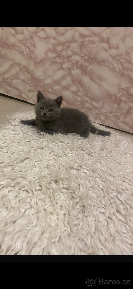 Modrá britská koťata - 3