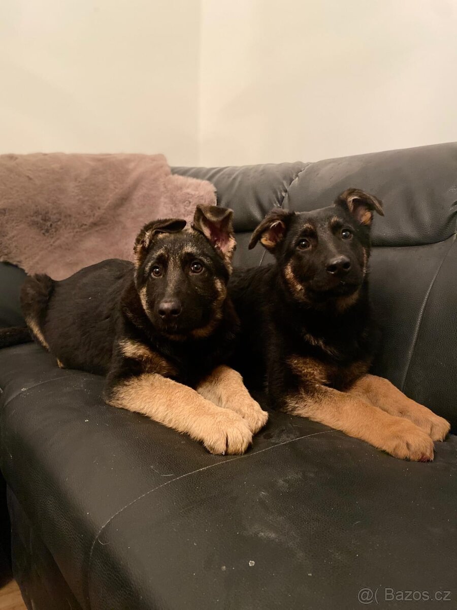 Německý ovčák - 3