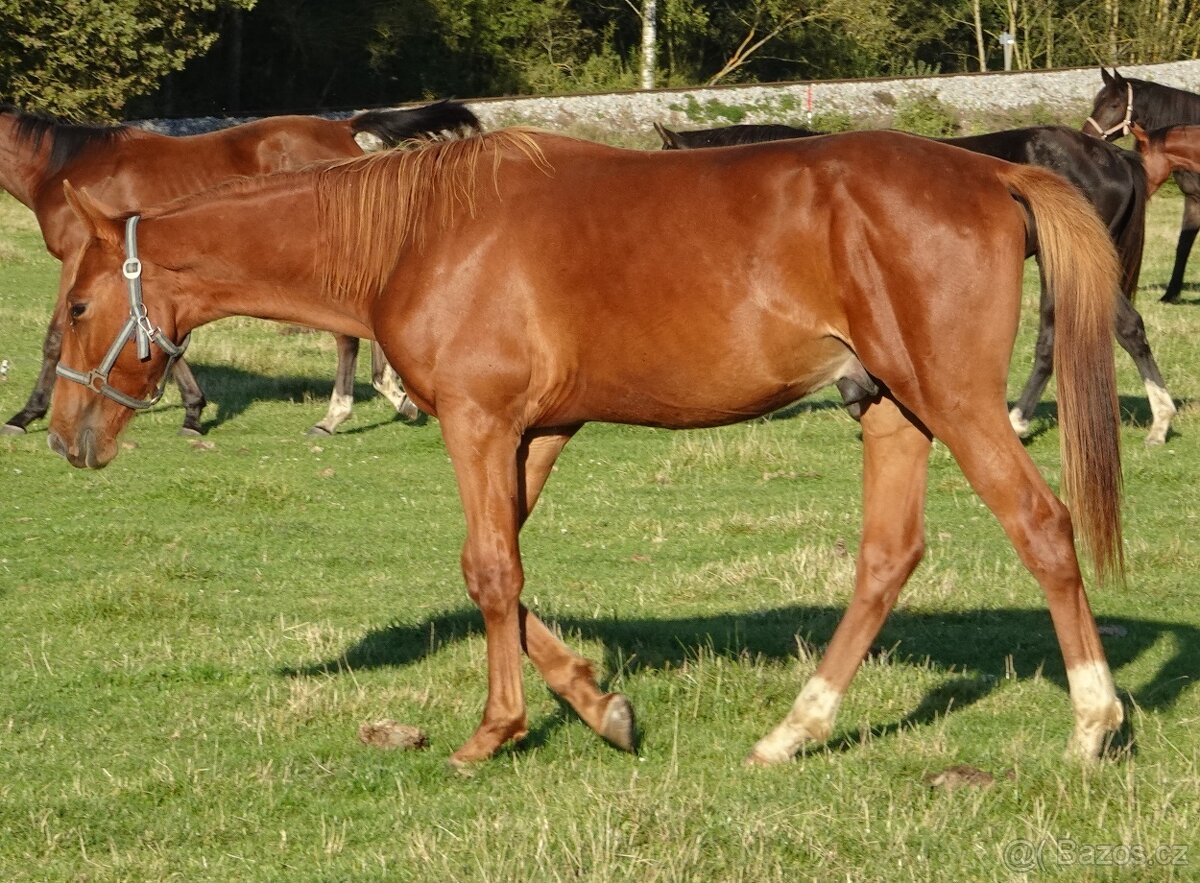 Prodám hřebce Kůň Kinský, - 3