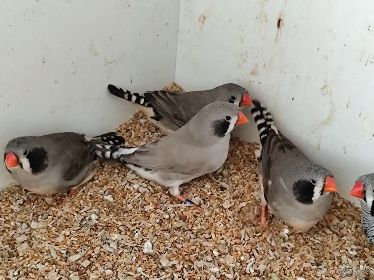 Zebřička pestrá - 3