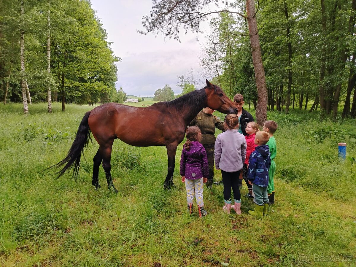 Prodám Amerického klusáka - 3