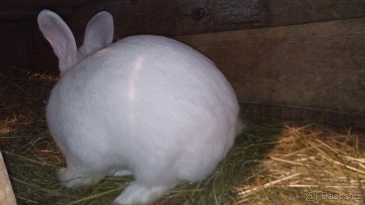 Prodám samce králíka (Novozélandský bílý) - 3